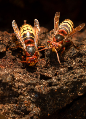 <i class='fa fa-user'></i>&nbsp;Truus Aletta Maan&nbsp;|  Europese Hoorbaar&nbsp; <i class='fa fa-eye'>&nbsp;80</i> &nbsp;<i class='fa fa-thumbs-up'>&nbsp;2</i> &nbsp; <i class='fa fa-comment-o'>&nbsp;6</i>