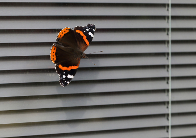 <i class='fa fa-user'></i>&nbsp;Ad Sprang&nbsp;|  Atalanta&nbsp; <i class='fa fa-eye'>&nbsp;63</i> &nbsp;<i class='fa fa-thumbs-up'>&nbsp;3</i> &nbsp; <i class='fa fa-comment-o'>&nbsp;8</i>