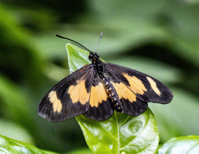 <i class='fa fa-user'></i>&nbsp;JohnSaxofoon&nbsp;|  Afrikaanse Gele Bandvlinder&nbsp; <i class='fa fa-eye'>&nbsp;48</i> &nbsp; <i class='fa fa-comment-o'>&nbsp;2</i>