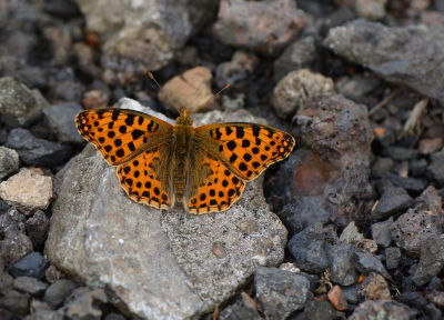 <i class='fa fa-user'></i>&nbsp;koekieman&nbsp;|  Kleine Parelmoervlinder&nbsp; <i class='fa fa-eye'>&nbsp;52</i> &nbsp;<i class='fa fa-thumbs-up'>&nbsp;6</i> &nbsp; <i class='fa fa-comment-o'>&nbsp;4</i>