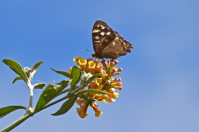 <i class='fa fa-user'></i>&nbsp;kooyammers&nbsp;|  Bont Zandoogje&nbsp; <i class='fa fa-eye'>&nbsp;42</i> &nbsp;<i class='fa fa-thumbs-up'>&nbsp;3</i> &nbsp; <i class='fa fa-comment-o'>&nbsp;1</i>