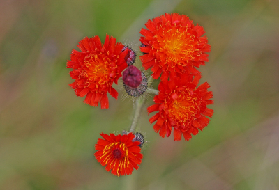 <i class='fa fa-user'></i>&nbsp;Cor&nbsp;|  Oranje Havikskruid&nbsp; <i class='fa fa-eye'>&nbsp;73</i> &nbsp;<i class='fa fa-thumbs-up'>&nbsp;12</i> &nbsp; <i class='fa fa-comment-o'>&nbsp;9</i>