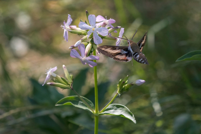 <i class='fa fa-user'></i>&nbsp;Willem Verhagen&nbsp;|  Walstropijlstaart&nbsp; <i class='fa fa-eye'>&nbsp;99</i> &nbsp;<i class='fa fa-thumbs-up'>&nbsp;11</i> &nbsp; <i class='fa fa-comment-o'>&nbsp;7</i>