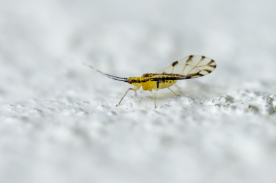 <i class='fa fa-user'></i>&nbsp;Martin Verbeeten&nbsp;|  Bonte Lindebladluis&nbsp; <i class='fa fa-eye'>&nbsp;83</i> &nbsp;<i class='fa fa-thumbs-up'>&nbsp;3</i> &nbsp; <i class='fa fa-comment-o'>&nbsp;7</i>