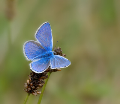 <i class='fa fa-user'></i>&nbsp;janvangastel&nbsp;|  Icarusblauwtje&nbsp; <i class='fa fa-eye'>&nbsp;60</i> &nbsp;<i class='fa fa-thumbs-up'>&nbsp;8</i> &nbsp; <i class='fa fa-comment-o'>&nbsp;5</i>