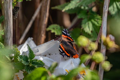 <i class='fa fa-user'></i>&nbsp;Marie-Jos� Boon&nbsp;|  Atalanta&nbsp; <i class='fa fa-eye'>&nbsp;68</i> &nbsp; <i class='fa fa-comment-o'>&nbsp;1</i>