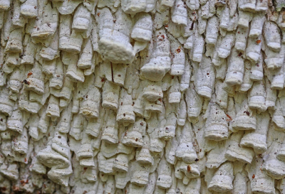 <i class='fa fa-user'></i>&nbsp;Cor&nbsp;|  Citroenstrookzwam&nbsp; <i class='fa fa-eye'>&nbsp;95</i> &nbsp;<i class='fa fa-thumbs-up'>&nbsp;2</i> &nbsp; <i class='fa fa-comment-o'>&nbsp;5</i>