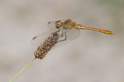 <i class='fa fa-user'></i>&nbsp;Willem Verhagen&nbsp;|  Zuidelijke Heidelibel&nbsp; <i class='fa fa-eye'>&nbsp;65</i> &nbsp;<i class='fa fa-thumbs-up'>&nbsp;5</i> &nbsp; <i class='fa fa-comment-o'>&nbsp;5</i>