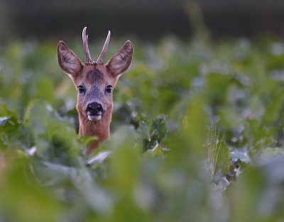 <i class='fa fa-user'></i>&nbsp;robert-jan&nbsp;|  Ree&nbsp; <i class='fa fa-eye'>&nbsp;81</i> &nbsp;<i class='fa fa-thumbs-up'>&nbsp;2</i> &nbsp; <i class='fa fa-comment-o'>&nbsp;1</i>