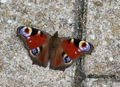 <i class='fa fa-user'></i>&nbsp;Ad Sprang&nbsp;|  Dagpauwoog&nbsp; <i class='fa fa-eye'>&nbsp;63</i> &nbsp;<i class='fa fa-thumbs-up'>&nbsp;1</i> &nbsp; <i class='fa fa-comment-o'>&nbsp;5</i>