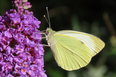 <i class='fa fa-user'></i>&nbsp;A. Soeting&nbsp;|  Groot Koolwitje&nbsp; <i class='fa fa-eye'>&nbsp;46</i> &nbsp; <i class='fa fa-comment-o'>&nbsp;6</i>