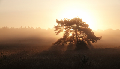 <i class='fa fa-user'></i>&nbsp;nelappelmelk&nbsp;|  Zonsopkomst&nbsp; <i class='fa fa-eye'>&nbsp;72</i> &nbsp; <i class='fa fa-comment-o'>&nbsp;1</i>