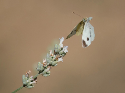 <i class='fa fa-user'></i>&nbsp;Jurgen Maassen&nbsp;|  Scheefbloemwitje&nbsp; <i class='fa fa-eye'>&nbsp;77</i> &nbsp;<i class='fa fa-thumbs-up'>&nbsp;4</i> &nbsp; <i class='fa fa-comment-o'>&nbsp;7</i>