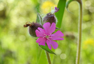 <i class='fa fa-user'></i>&nbsp;Jovanzo&nbsp;|  Dagkoekoeksbloem&nbsp; <i class='fa fa-eye'>&nbsp;35</i> &nbsp;<i class='fa fa-thumbs-up'>&nbsp;1</i> &nbsp; <i class='fa fa-comment-o'>&nbsp;2</i>