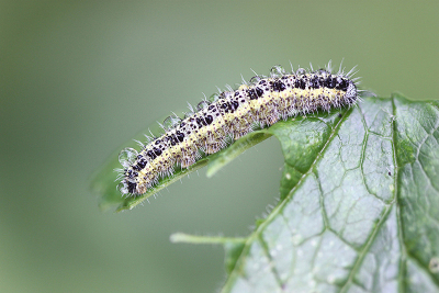 <i class='fa fa-user'></i>&nbsp;Paul Vandebroek&nbsp;|  Groot Koolwitje&nbsp; <i class='fa fa-eye'>&nbsp;42</i> &nbsp;<i class='fa fa-thumbs-up'>&nbsp;3</i> &nbsp; <i class='fa fa-comment-o'>&nbsp;3</i>