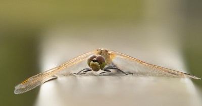 <i class='fa fa-user'></i>&nbsp;Truus Aletta Maan&nbsp;|  Kempense Heidelibel&nbsp; <i class='fa fa-eye'>&nbsp;43</i> &nbsp;<i class='fa fa-thumbs-up'>&nbsp;1</i> &nbsp; <i class='fa fa-comment-o'>&nbsp;5</i>