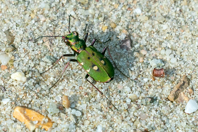 <i class='fa fa-user'></i>&nbsp;Louis56&nbsp;|  Groene Zandloopkever&nbsp; <i class='fa fa-eye'>&nbsp;55</i> &nbsp; <i class='fa fa-comment-o'>&nbsp;3</i>