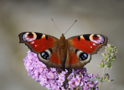 <i class='fa fa-user'></i>&nbsp;Jurgen Maassen&nbsp;|  Dagpauwoog&nbsp; <i class='fa fa-eye'>&nbsp;61</i> &nbsp;<i class='fa fa-thumbs-up'>&nbsp;1</i> &nbsp; <i class='fa fa-comment-o'>&nbsp;4</i>