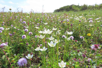 <i class='fa fa-user'></i>&nbsp;A. Soeting&nbsp;|  Parnassia en Watermunt&nbsp; <i class='fa fa-eye'>&nbsp;74</i> &nbsp; <i class='fa fa-comment-o'>&nbsp;6</i>