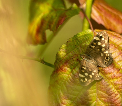 Hoewel het nu weer aardig nazomerweer wordt zijn is de naderende herfst al zichtbaar in de bladverkleuring. Dit bont zandoogje zat redelijk verstopt, maar door wat bladeren heen kon ik toch deze foto nog maken.