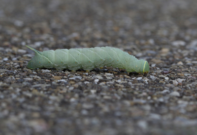 Gisteren tijdens het fietsen kwam ik deze rups tegen, kruipend over het fietspad. Een fors exemplaar van naar schatting 6 cm.
De vlinder had ik eerder al meermalen getroffen maar de rups was nieuw voor mij.
Het betrof duidelijk een volgroeid exemplaar dat naar de bodem was gekomen, op zoek naar een plek om in de grond te verpoppen.
Lastig fotograferen zon aldoor bewegende rups. Uiteindelijk liggend op het asfalt en met de camera op een rijstzak getracht dit exemplaar vast te leggen. Zelf steeds van positie moeten wisselen om de rups bij te benen, je moet tenslotte evenwijdig met het onderwerp zien te blijven. Handmatig scherpstellen was vanwege de continue beweging geen optie, de autofocus gebruikt en een scherpstelpunt voor het kopje geselecteerd.
Na de fotos de rups van het asfalt gehaald en op een veiliger plekje verder laten kruipen.
