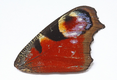 <i class='fa fa-user'></i>&nbsp;Cor&nbsp;|  Dagpauwoog&nbsp; <i class='fa fa-eye'>&nbsp;73</i> &nbsp;<i class='fa fa-thumbs-up'>&nbsp;3</i> &nbsp; <i class='fa fa-comment-o'>&nbsp;6</i>