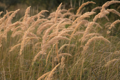 <i class='fa fa-user'></i>&nbsp;Willem Verhagen&nbsp;|  Duinriet&nbsp; <i class='fa fa-eye'>&nbsp;41</i> &nbsp; <i class='fa fa-comment-o'>&nbsp;0</i>