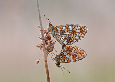 <i class='fa fa-user'></i>&nbsp;koekieman&nbsp;|  Zilveren Maan&nbsp; <i class='fa fa-eye'>&nbsp;94</i> &nbsp;<i class='fa fa-thumbs-up'>&nbsp;7</i> &nbsp; <i class='fa fa-comment-o'>&nbsp;9</i>