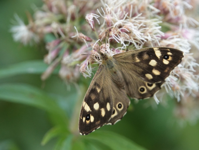 <i class='fa fa-user'></i>&nbsp;ko katsman&nbsp;|  Bont Zandoogje&nbsp; <i class='fa fa-eye'>&nbsp;42</i> &nbsp; <i class='fa fa-comment-o'>&nbsp;3</i>