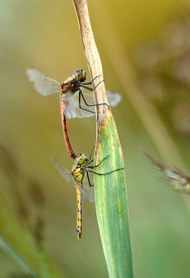 <i class='fa fa-user'></i>&nbsp;Eric Gibcus&nbsp;|  Kempense Heidelibel&nbsp; <i class='fa fa-eye'>&nbsp;47</i> &nbsp;<i class='fa fa-thumbs-up'>&nbsp;1</i> &nbsp; <i class='fa fa-comment-o'>&nbsp;1</i>