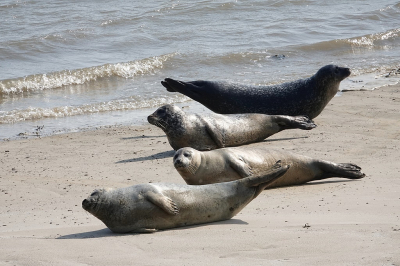 <i class='fa fa-user'></i>&nbsp;Ben Aalders&nbsp;|  Gewone Zeehond&nbsp; <i class='fa fa-eye'>&nbsp;96</i> &nbsp;<i class='fa fa-thumbs-up'>&nbsp;4</i> &nbsp; <i class='fa fa-comment-o'>&nbsp;8</i>