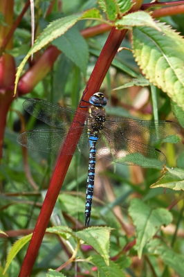 <i class='fa fa-user'></i>&nbsp;kooyammers&nbsp;|  Paardenbijter&nbsp; <i class='fa fa-eye'>&nbsp;56</i> &nbsp;<i class='fa fa-thumbs-up'>&nbsp;1</i> &nbsp; <i class='fa fa-comment-o'>&nbsp;1</i>