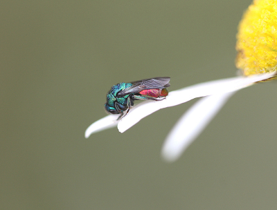 <i class='fa fa-user'></i>&nbsp;Paul Vandebroek&nbsp;|  Gewone Goudwesp&nbsp; <i class='fa fa-eye'>&nbsp;79</i> &nbsp; <i class='fa fa-comment-o'>&nbsp;4</i>