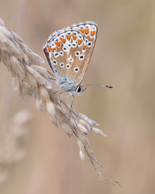 <i class='fa fa-user'></i>&nbsp;Johan van Gurp&nbsp;|  Bruin Blauwtje&nbsp; <i class='fa fa-eye'>&nbsp;58</i> &nbsp;<i class='fa fa-thumbs-up'>&nbsp;3</i> &nbsp; <i class='fa fa-comment-o'>&nbsp;1</i>