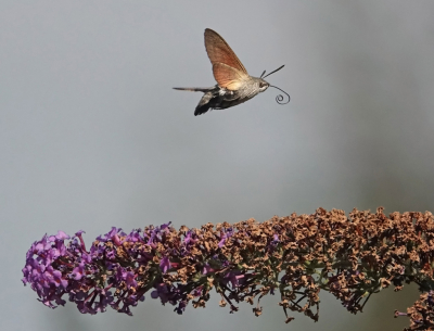 <i class='fa fa-user'></i>&nbsp;nelappelmelk&nbsp;|  Kolibrievlinder&nbsp; <i class='fa fa-eye'>&nbsp;108</i> &nbsp;<i class='fa fa-thumbs-up'>&nbsp;5</i> &nbsp; <i class='fa fa-comment-o'>&nbsp;7</i>