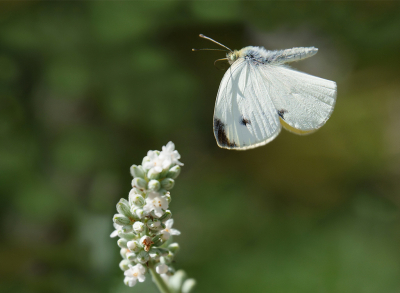 <i class='fa fa-user'></i>&nbsp;Jurgen Maassen&nbsp;|  Scheefbloemwitje&nbsp; <i class='fa fa-eye'>&nbsp;79</i> &nbsp;<i class='fa fa-thumbs-up'>&nbsp;4</i> &nbsp; <i class='fa fa-comment-o'>&nbsp;7</i>