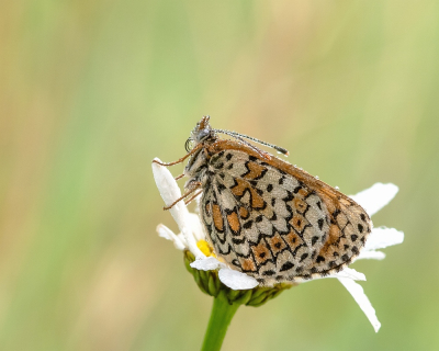 <i class='fa fa-user'></i>&nbsp;Johan van Gurp&nbsp;|  Veldparelmoervlinder&nbsp; <i class='fa fa-eye'>&nbsp;62</i> &nbsp;<i class='fa fa-thumbs-up'>&nbsp;3</i> &nbsp; <i class='fa fa-comment-o'>&nbsp;6</i>