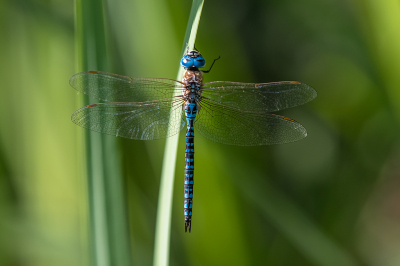 <i class='fa fa-user'></i>&nbsp;Willem Verhagen&nbsp;|  Zuidelijke Glazenmaker&nbsp; <i class='fa fa-eye'>&nbsp;79</i> &nbsp;<i class='fa fa-thumbs-up'>&nbsp;9</i> &nbsp; <i class='fa fa-comment-o'>&nbsp;7</i>