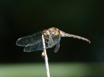 <i class='fa fa-user'></i>&nbsp;JohnSaxofoon&nbsp;|  Bruinrode Heidelibel&nbsp; <i class='fa fa-eye'>&nbsp;63</i> &nbsp; <i class='fa fa-comment-o'>&nbsp;3</i>