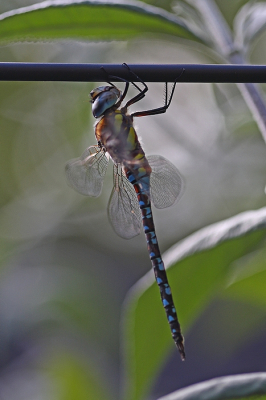 <i class='fa fa-user'></i>&nbsp;Cor&nbsp;|  Paardenbijter&nbsp; <i class='fa fa-eye'>&nbsp;64</i> &nbsp;<i class='fa fa-thumbs-up'>&nbsp;1</i> &nbsp; <i class='fa fa-comment-o'>&nbsp;6</i>