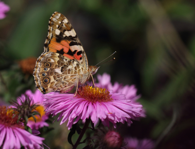 <i class='fa fa-user'></i>&nbsp;Ad Sprang&nbsp;|  Distelvlinder&nbsp; <i class='fa fa-eye'>&nbsp;82</i> &nbsp;<i class='fa fa-thumbs-up'>&nbsp;7</i> &nbsp; <i class='fa fa-comment-o'>&nbsp;10</i>