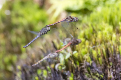 <i class='fa fa-user'></i>&nbsp;Martin Verbeeten&nbsp;|  Bruinrode Heidelibel&nbsp; <i class='fa fa-eye'>&nbsp;58</i> &nbsp;<i class='fa fa-thumbs-up'>&nbsp;1</i> &nbsp; <i class='fa fa-comment-o'>&nbsp;1</i>