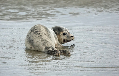 <i class='fa fa-user'></i>&nbsp;nelappelmelk&nbsp;|  Gewone Zeehond&nbsp; <i class='fa fa-eye'>&nbsp;86</i> &nbsp; <i class='fa fa-comment-o'>&nbsp;3</i>