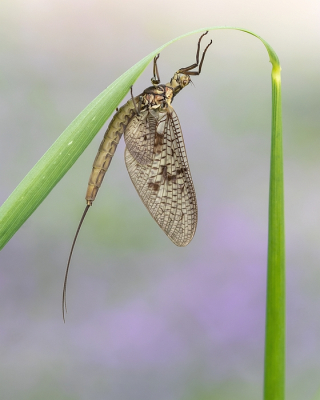 <i class='fa fa-user'></i>&nbsp;Johan van Gurp&nbsp;|  Driehoekeendagsvlieg&nbsp; <i class='fa fa-eye'>&nbsp;81</i> &nbsp;<i class='fa fa-thumbs-up'>&nbsp;8</i> &nbsp; <i class='fa fa-comment-o'>&nbsp;3</i>