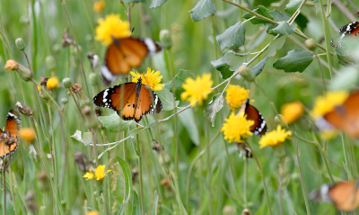 Als je op een veldje van 30x30 meter minstens 50 ziet zitten, dan wil je natuurlijk een foto maken die dat zo goed mogelijk weergeeft. Uiteindelijk denk ik toch dat niet alle vijftig, maar gewoon een paar dicht bij elkaar al aardig de bedoeling benaderd. 
In totaal in dit gebied, tijdens dat ene kleine wandelingetje om een plas water vlogen er wel 500, minimaal. Ik denk dat ze net waren aangekomen en wat lijkt het me indrukwekkend om ze dan met zijn allen te zien aan komen vladderen .......