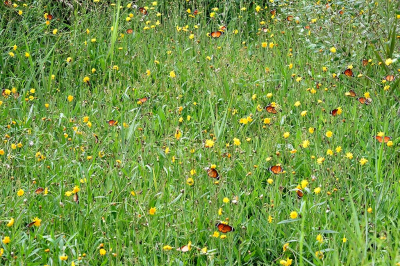 Klein bloemenveldje met wat kleine monarchvlinders - hoe veel wil je er hebben? We gingen speciaal naar dit natuurgebiedje en de zuidwesthoek van de Delta, omdat jaren geleden mijn geliefde chauffeur er daar eentje had gefotografeerd. Ik had toen helemaal niks met vlinders, dus lachte ik hem vrolijk uit. Vlindertjes, wat is daar nou aan! Deze kleine monarchen vliegen elk jaar uit Afrika naar Spanje, waarom mag Joost weten. In dit zeflde gebied zag ik ook n "gewone" monarchvlinder, maar die zit er hier niet bij.