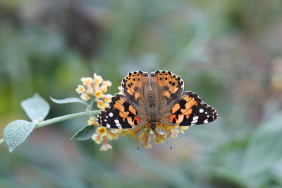 <i class='fa fa-user'></i>&nbsp;Paul Vandebroek&nbsp;|  Distelvlinder&nbsp; <i class='fa fa-eye'>&nbsp;80</i> &nbsp;<i class='fa fa-thumbs-up'>&nbsp;6</i> &nbsp; <i class='fa fa-comment-o'>&nbsp;8</i>