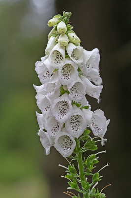 <i class='fa fa-user'></i>&nbsp;Cor&nbsp;|  Vingerhoedskruid&nbsp; <i class='fa fa-eye'>&nbsp;45</i> &nbsp; <i class='fa fa-comment-o'>&nbsp;6</i>