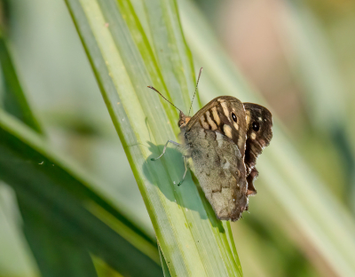 <i class='fa fa-user'></i>&nbsp;JohnSaxofoon&nbsp;|  Bont Zandoogje&nbsp; <i class='fa fa-eye'>&nbsp;43</i> &nbsp; <i class='fa fa-comment-o'>&nbsp;0</i>