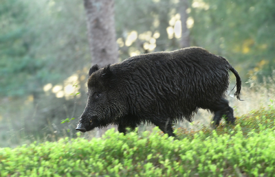 <i class='fa fa-user'></i>&nbsp;Eric Gibcus&nbsp;|  Wild Zwijn&nbsp; <i class='fa fa-eye'>&nbsp;99</i> &nbsp;<i class='fa fa-thumbs-up'>&nbsp;1</i> &nbsp; <i class='fa fa-comment-o'>&nbsp;5</i>